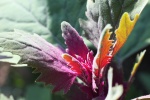 Botanic Garden