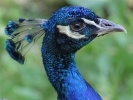 Wildparks