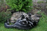 Click on one of the size names above to enlarge this image Click on one of the size names above to enlarge this image