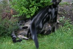 Click on one of the size names above to enlarge this image Click on one of the size names above to enlarge this image