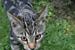 Click on one of the size names above to enlarge this image Click on one of the size names above to enlarge this image