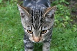 Click on one of the size names above to enlarge this image Click on one of the size names above to enlarge this image