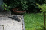 Click on one of the size names above to enlarge this image Click on one of the size names above to enlarge this image