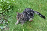 Click on one of the size names above to enlarge this image Click on one of the size names above to enlarge this image