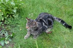 Click on one of the size names above to enlarge this image Click on one of the size names above to enlarge this image