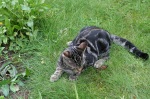 Click on one of the size names above to enlarge this image Click on one of the size names above to enlarge this image