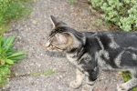 Click on one of the size names above to enlarge this image Click on one of the size names above to enlarge this image