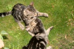 Click on one of the size names above to enlarge this image Click on one of the size names above to enlarge this image