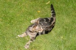 Click on one of the size names above to enlarge this image Click on one of the size names above to enlarge this image