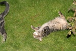Click on one of the size names above to enlarge this image Click on one of the size names above to enlarge this image