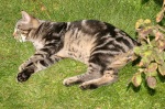 Click on one of the size names above to enlarge this image Click on one of the size names above to enlarge this image