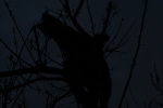 Click on one of the size names above to enlarge this image Click on one of the size names above to enlarge this image