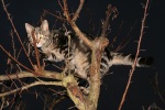 Click on one of the size names above to enlarge this image Click on one of the size names above to enlarge this image