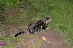 Click on one of the size names above to enlarge this image Click on one of the size names above to enlarge this image