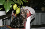 Click on one of the size names above to enlarge this image Click on one of the size names above to enlarge this image