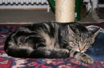 Click on one of the size names above to enlarge this image Click on one of the size names above to enlarge this image