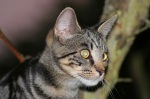 Click on one of the size names above to enlarge this image Click on one of the size names above to enlarge this image