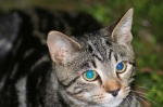 Click on one of the size names above to enlarge this image Click on one of the size names above to enlarge this image