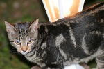 Click on one of the size names above to enlarge this image Click on one of the size names above to enlarge this image