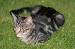 Click on one of the size names above to enlarge this image Click on one of the size names above to enlarge this image