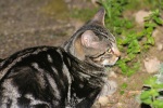 Click on one of the size names above to enlarge this image Click on one of the size names above to enlarge this image