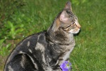 Click on one of the size names above to enlarge this image Click on one of the size names above to enlarge this image