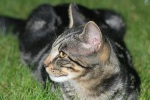 Click on one of the size names above to enlarge this image Click on one of the size names above to enlarge this image
